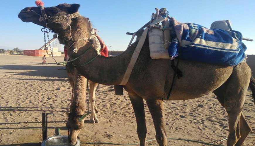 کمپ کویرنوردی کاراکال بافق