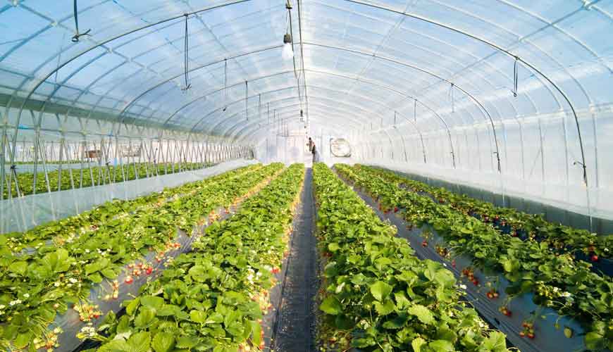 Kesht Avaran Yazd Company