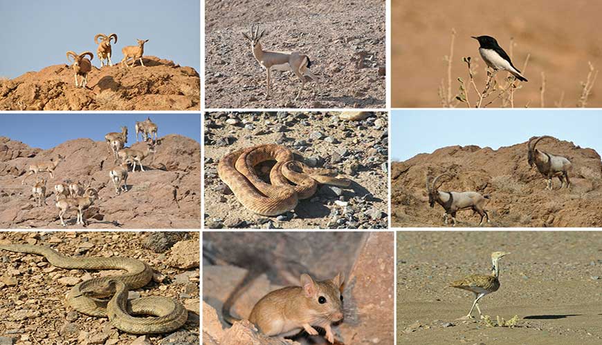 پارک ملی سیاهکوه اردکان